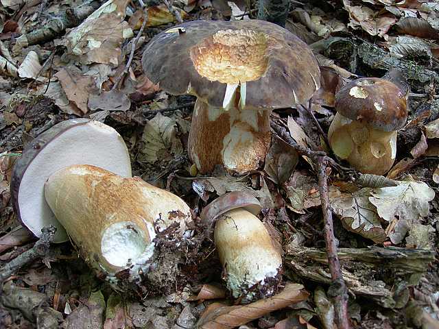 2005 :  Un anno di funghi